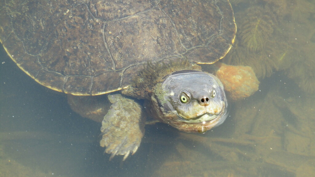 Krefft's River Turtle from Rockhampton QLD, Australia on February 27 ...