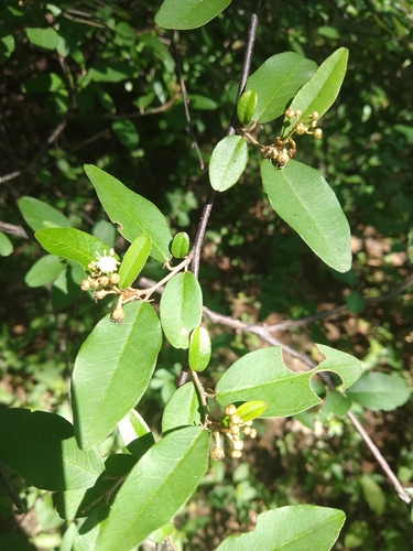 Croton adabolavensis