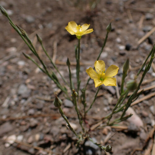 bristle flax (Linum aristatum)