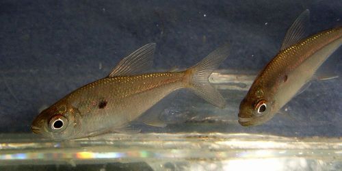 Jupiaba polylepis