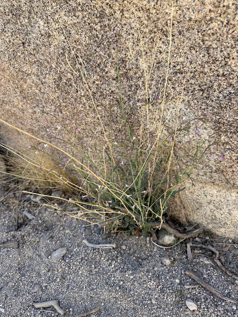 perennial rockcress from Joshua Tree National Park, Desert Hot Springs ...