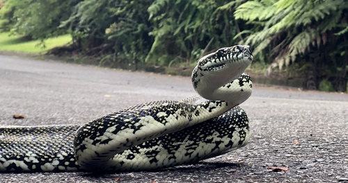 Diamond Python sighting