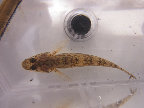 Tank Goby