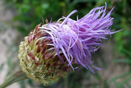American basketflower