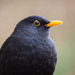 Eurasian Blackbird - Photo (c) Markus Horrer, all rights reserved, uploaded by Markus Horrer