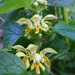 Mountain Yellow Archangel - Photo (c) Tig, all rights reserved