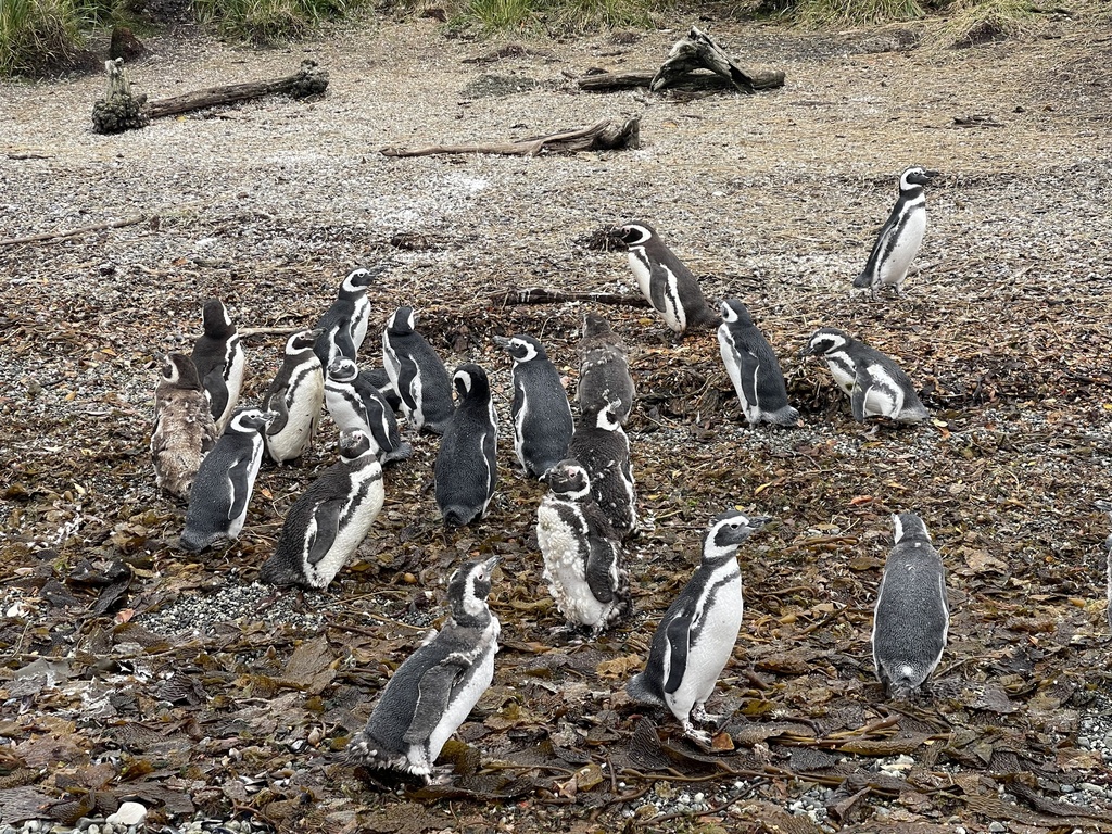 Magellanic Penguin From Isla Dawson, Punta Arenas, Magallanes And 