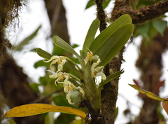 Maxillaria inaudita image