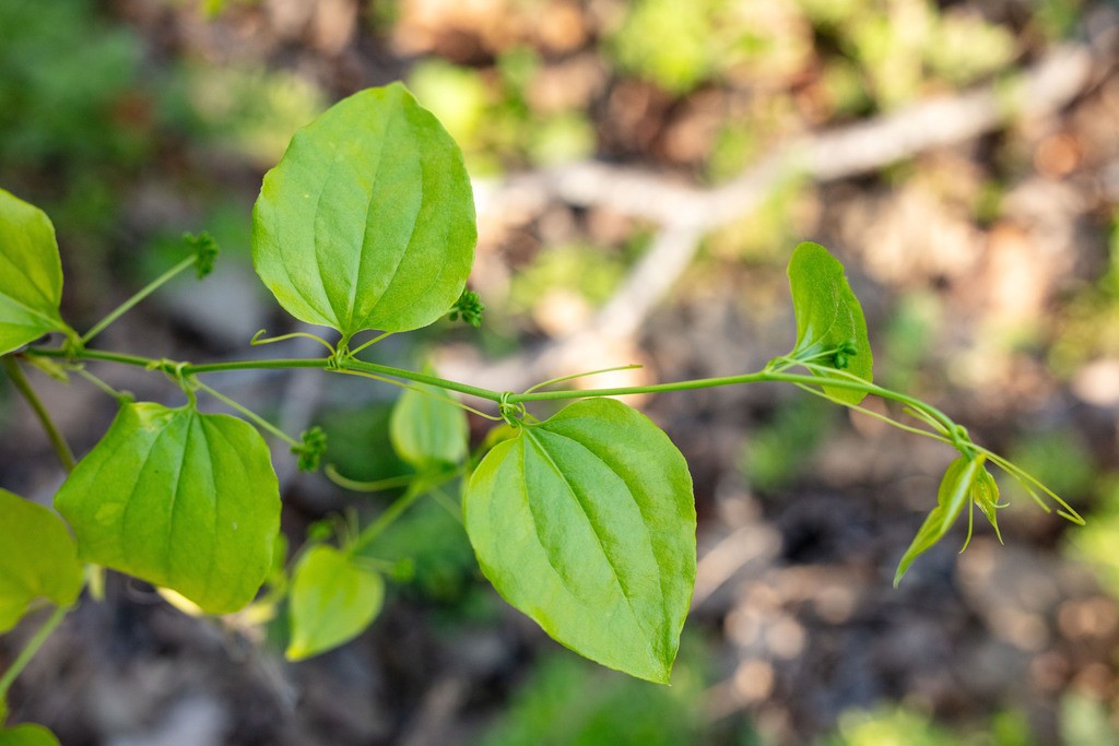 Briers Definition bristly greenbrier from Barton Hills, Austin, TX, USA on March 2, 2024 ...