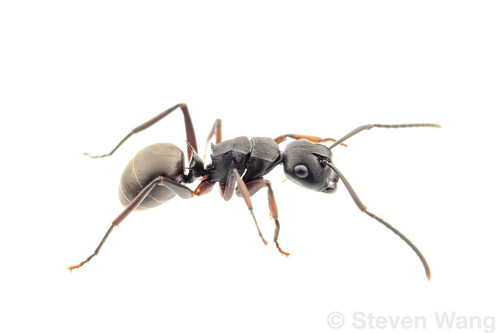 哈氏多刺蚁Polyrhachis halidayi