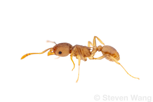 罗氏铺道蚁Tetramorium wroughtonii