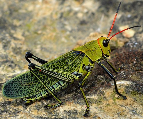 Romalea picticornis