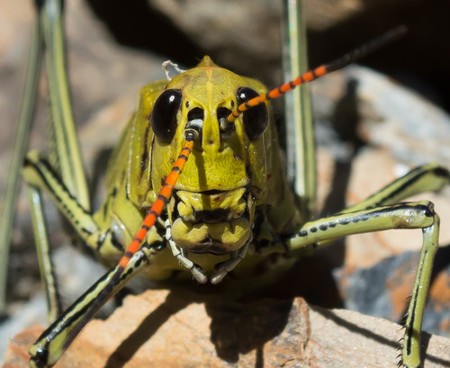 Romalea picticornis