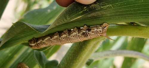Convolvulus Hawkmoth