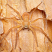 Philodromus fuscomarginatus - Photo 由 Markus Horrer 所上傳的 (c) Markus Horrer，保留所有權利