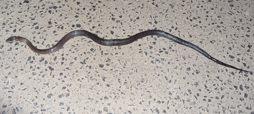 Golden-crowned Snake sighting