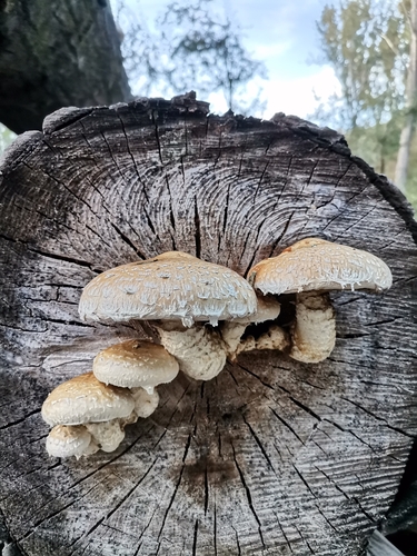Destructive Pholiota
