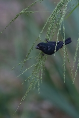 Sporophila corvina image
