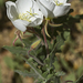 Engelmann's Evening Primrose - Photo (c) Layla, all rights reserved, uploaded by Layla