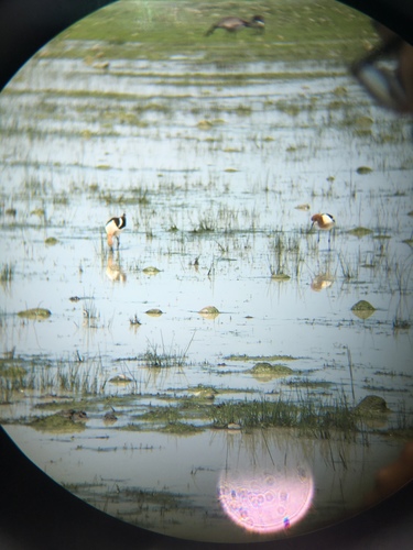iNaturalist observation photo of American Avocet