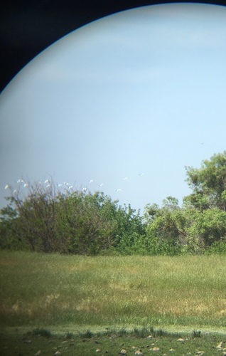 iNaturalist observation photo of Snowy Egret