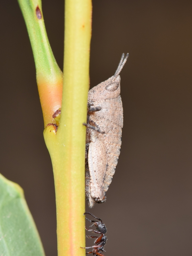 Gumleaf Grasshoppers from Mylor SA 5153, Australia on March 3, 2024 at ...