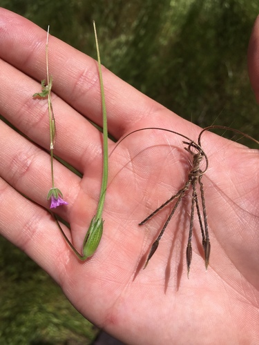 iNaturalist observation photo of Mediterranean Stork's-bill