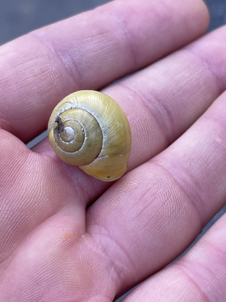 White-lipped Snail from Teichhütterweg, Gratwein-Straßengel, Steiermark ...