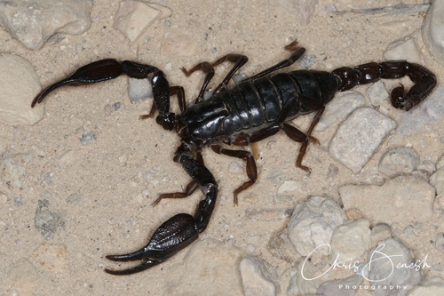 Big Bend Scorpion