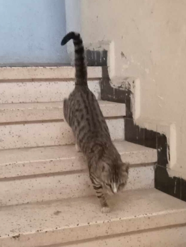 Domestic Cat