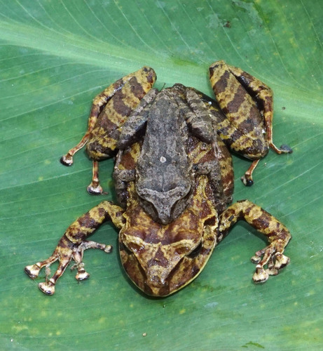 Pristimantis viridicans