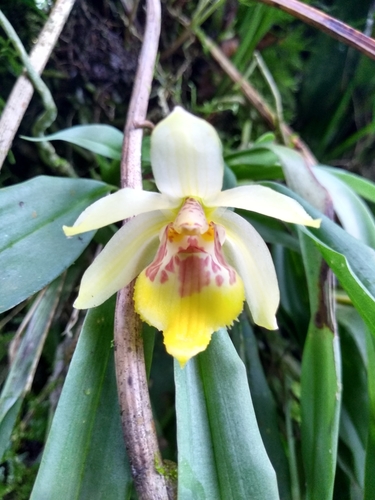 Benzingia cornuta