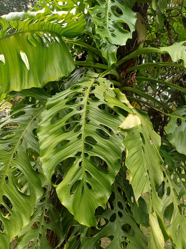 Monstera acacoyaguensis · iNaturalist