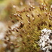 Green-tufted Stubble Moss - Photo (c) Ander Alvarez, all rights reserved, uploaded by Ander Alvarez