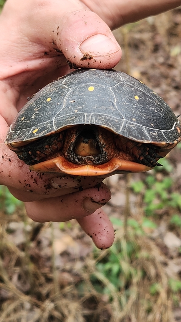 Spotted Turtle in March 2024 by Sarah Longbrake · iNaturalist