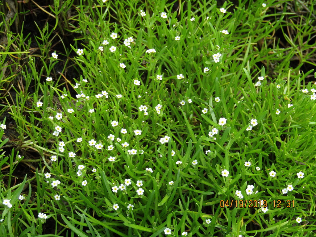 Flowering Plants From Riverside County CA USA On April 19 2019 At 12   Large 