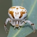 Milky Flower Spider - Photo (c) Felicity Johnson, all rights reserved, uploaded by Felicity Johnson