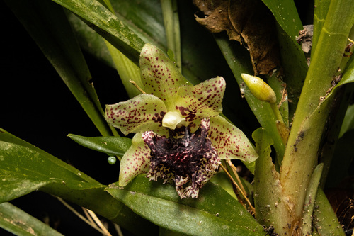 Kefersteinia