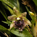 Kefersteinia tolimensis - Photo (c) Juan A. Medina-Gallo, all rights reserved, uploaded by Juan A. Medina-Gallo