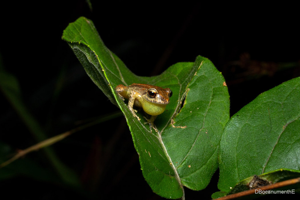 Pristimantis paisa in October 2023 by Daniel Bocanumenth E. · iNaturalist