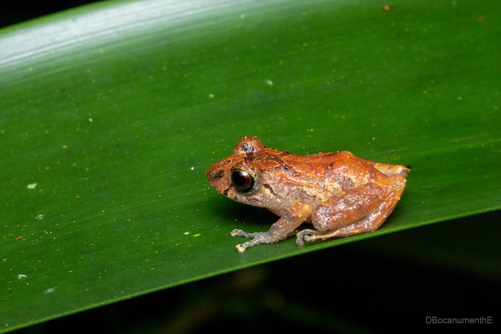 Pristimantis paisa in October 2023 by Daniel Bocanumenth E. · iNaturalist