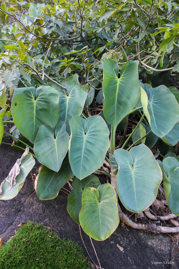 philodendron gloriosum kaufen Philodendron gloriosum main image 0