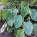 Philodendron ricardoi - Photo (c) Vagner Faller, all rights reserved, uploaded by Vagner Faller