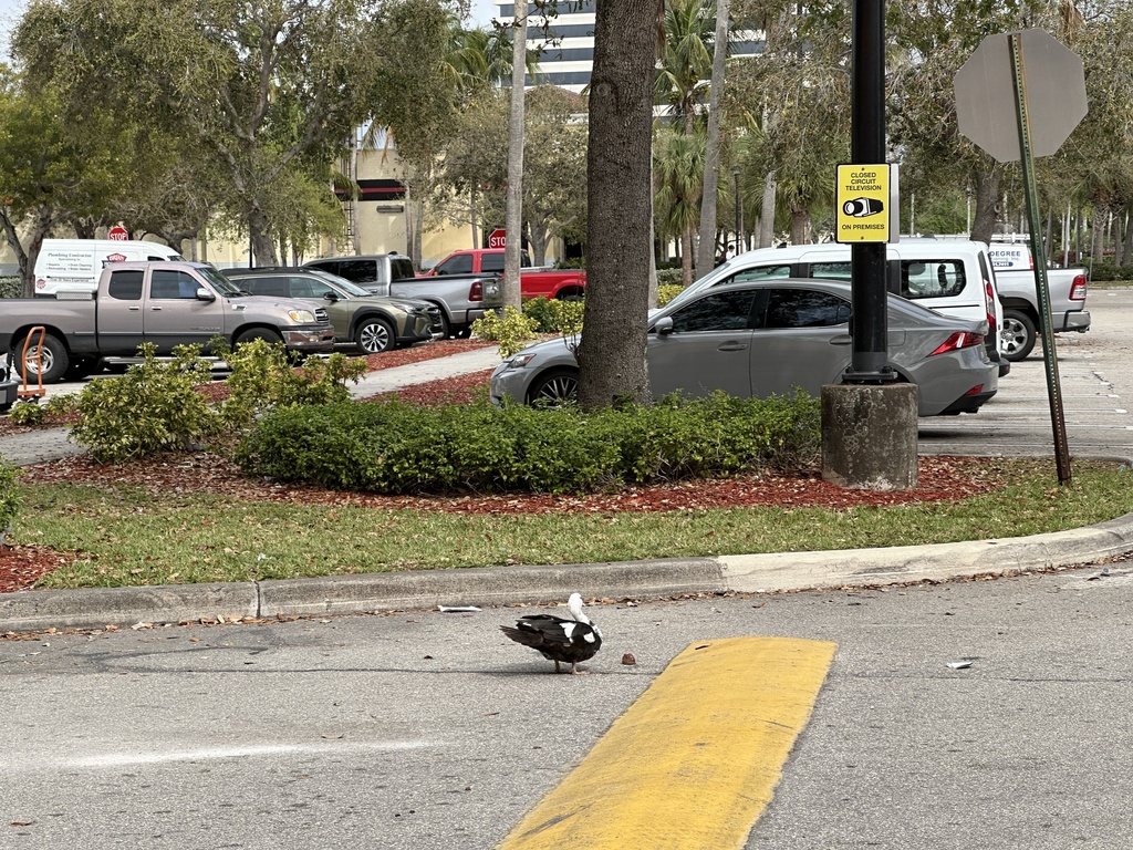 Domestic Muscovy Duck from Palm Beach Lakes Blvd, West Palm Beach, FL ...