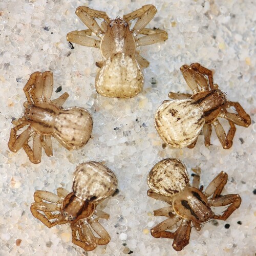 Leaflitter Crab Spiders