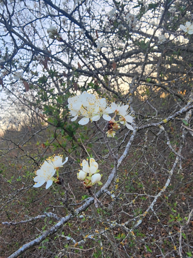 Creek Plum In March 2024 By Casey Grippando INaturalist   Large 