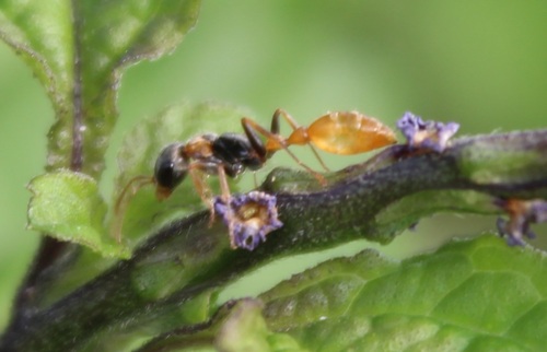 Pseudomyrmex alternans