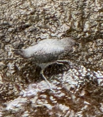 Cinclus mexicanus image