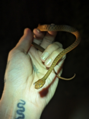 Brown Tree Snake sighting
