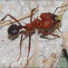 Acromyrmex Leaf-cutter Ants - Photo (c) RAP, all rights reserved, uploaded by RAP